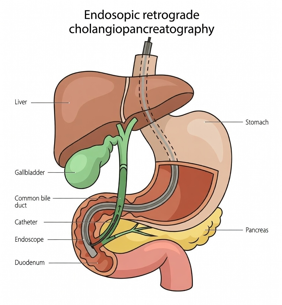 Medical professional viewing high-definition endoscopic imagery on monitor